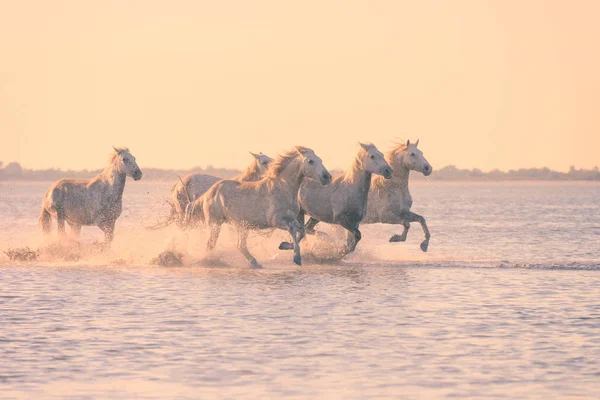 Beyaz atlar gün batımında suda dörtnala koşarlar, Camargue, Bouches-du-rhone, Fransa — Stok fotoğraf