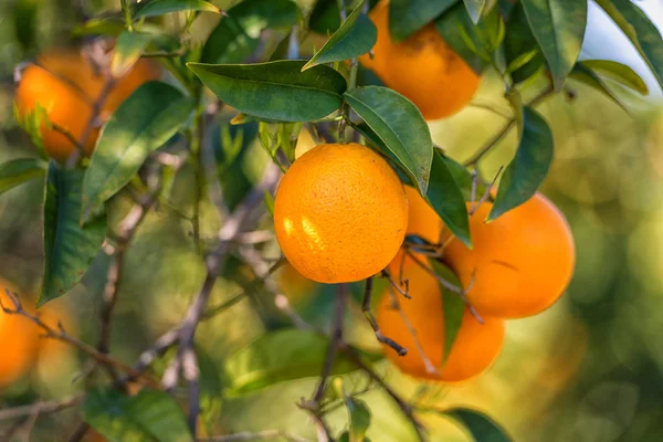 Orangengarten mit Raps Orangenfrüchten — Stockfoto