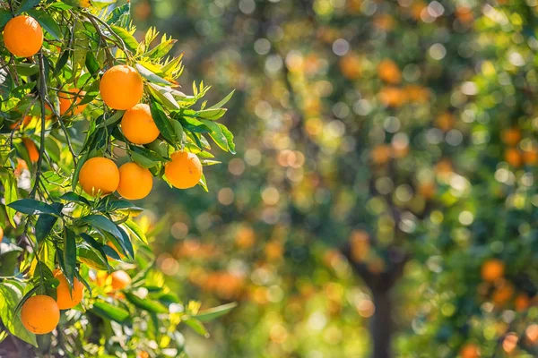 Orangengarten mit Raps Orangenfrüchten — Stockfoto