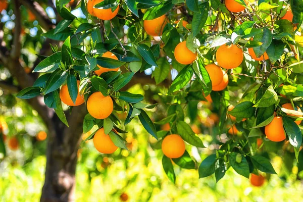 Giardino arancio con colza arancia frutti — Foto Stock