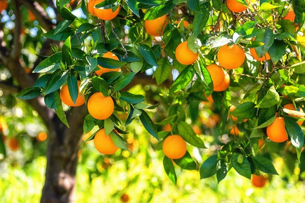 Orangengarten mit Raps Orangenfrüchten — Stockfoto