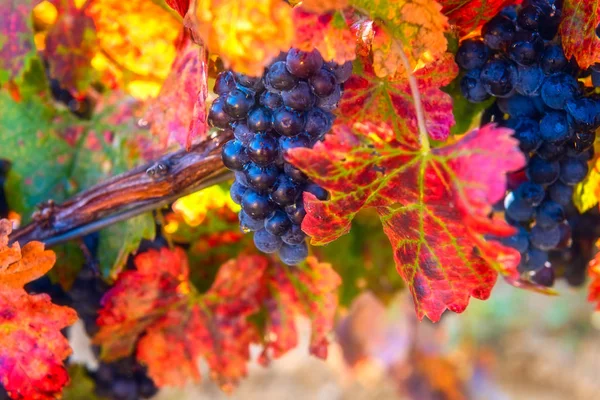 Ripe blue grapes with color autumn leaves, agricultural background of vineyard for winemaking — Stock Photo, Image
