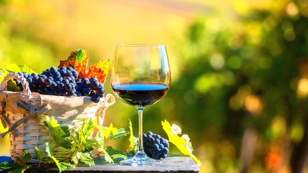 Vin rouge dans le verre sur fond de vignoble ensoleillé — Photo