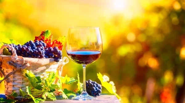Red wine in the glass against sunny vineyard background