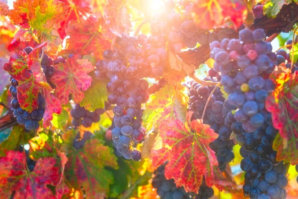 Érett kék szőlő színes őszi levelekkel, borászat mezőgazdasági háttérrel — Stock Fotó
