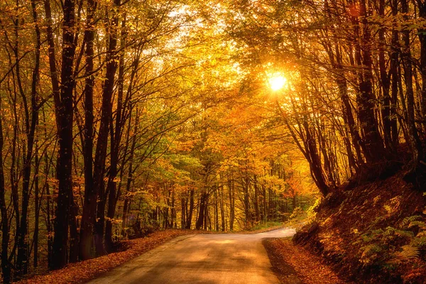 Narrow Winding Road Dark Autumn Forest Beautiful Landscape Colored Trees — Stock Photo, Image