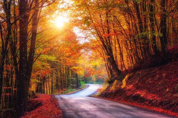 Narrow Winding Road Dark Autumn Forest Beautiful Landscape Colored Trees — Stock Photo, Image