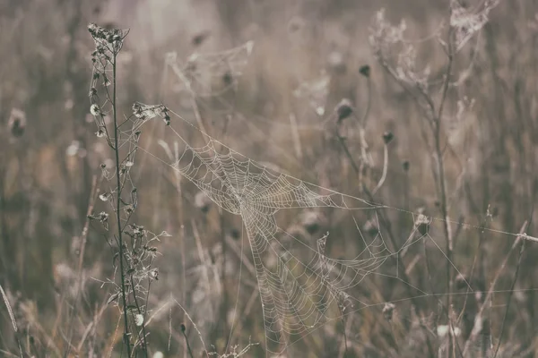 Натуральний відкритий вінтажний фон з павутиною на осінній траві — стокове фото