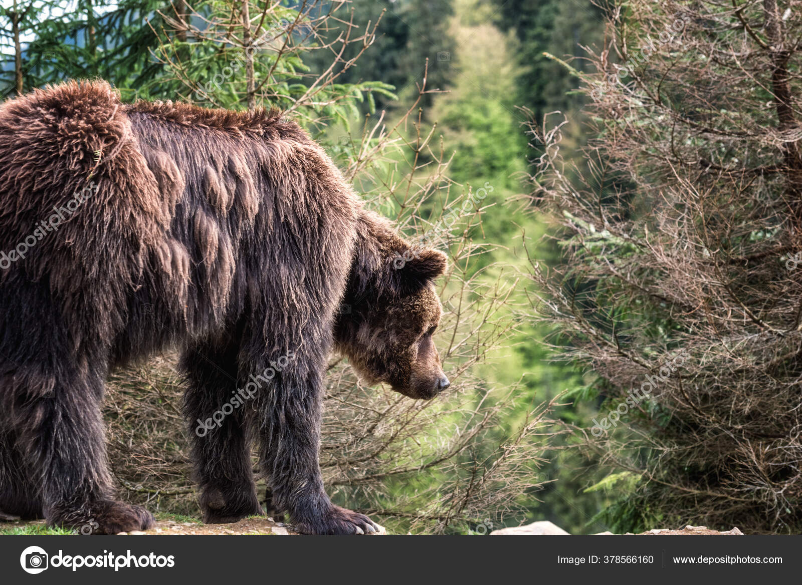 Big Brown Bear Ursus Arctos Forest Background Animal Wild National Stock  Photo by ©lugrin 378566160