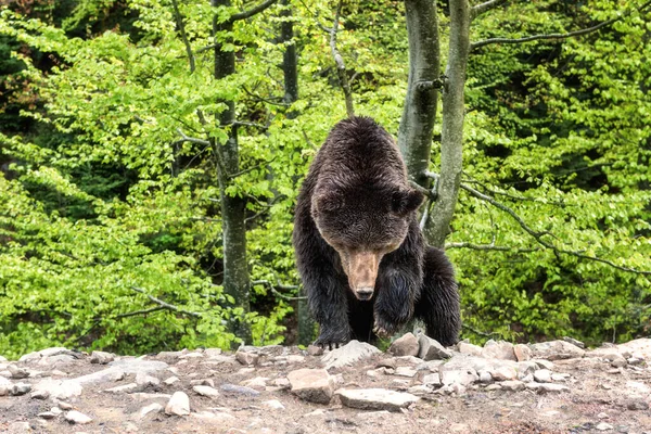 Orman Arka Planında Büyük Kahverengi Ayı Ursus Arctos Vahşi Doğada — Stok fotoğraf