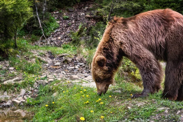 Gran Oso Pardo Ursus Arctos Fondo Del Bosque Animal Naturaleza — Foto de Stock
