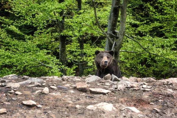 Gran Oso Pardo Ursus Arctos Fondo Del Bosque Animal Naturaleza — Foto de Stock