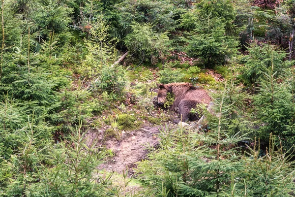 Orman Arka Planında Büyük Kahverengi Ayı Ursus Arctos Vahşi Doğada — Stok fotoğraf