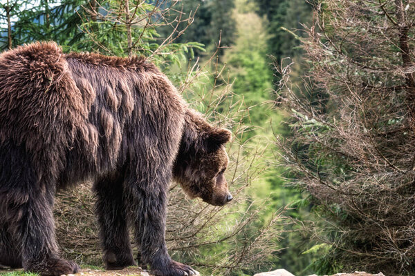 Большой бурый медведь (ursus arctos) на фоне леса, животное в дикой природе. Национальный природный парк Синевыр, Карпаты, Центр реабилитации бурых медведей, Закарпатская область, Украина

