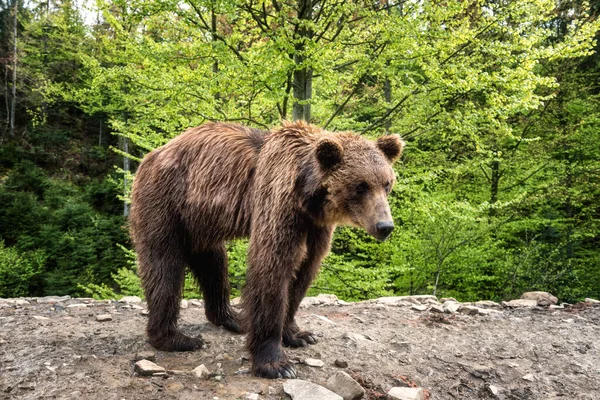 Orman Arka Planında Büyük Kahverengi Ayı Ursus Arctos Vahşi Doğada — Stok fotoğraf