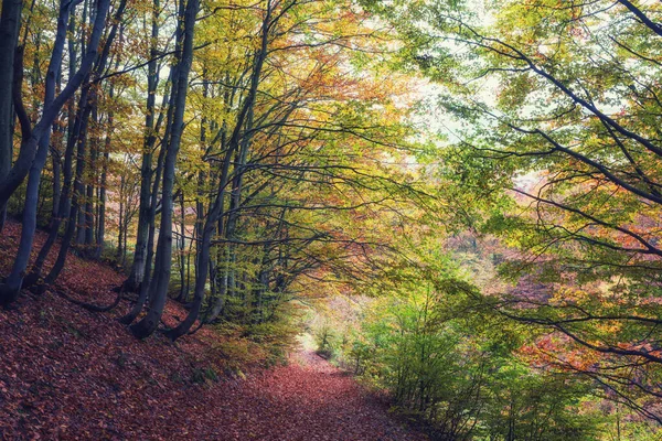 Amazing Autumn Landscape Mystical Colorful Forest Narrow Mountain Path Nature — Stock Photo, Image