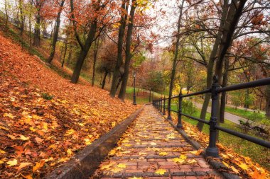 Güzel sonbahar parkı Volodymyrska Hirka veya Saint Volodymyr Hill, Ukrayna, Kiev, sisli sonbahar günü. Yaya yolu, ağaçlar ve renkli yaprakları olan manzaralı bir yer.