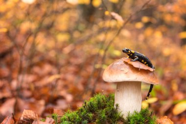 Ateş semenderi (siyah sarı benekli) sonbahar kayın ormanında boletus veya porcini mantarı üzerinde, vahşi doğada nadir bulunan bir hayvandır.