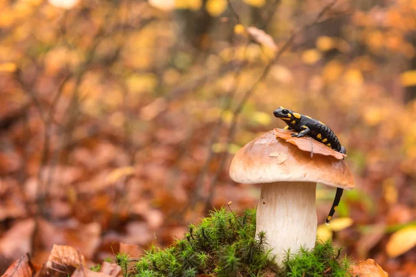 Fire Salamander Black Yellow Spotted Boletus Porcini Mushroom Autumn Beech — Stock Photo, Image