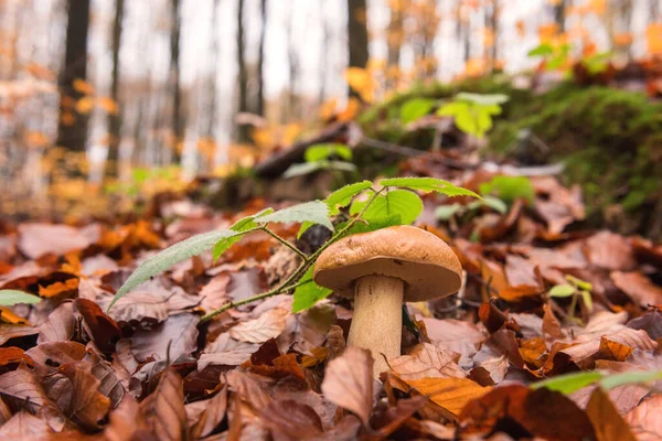 Βρώσιμα Μανιτάρια Boletus Porcini Στο Δάσος Οξιάς Φθινόπωρο Φυσικό Υπόβαθρο — Φωτογραφία Αρχείου