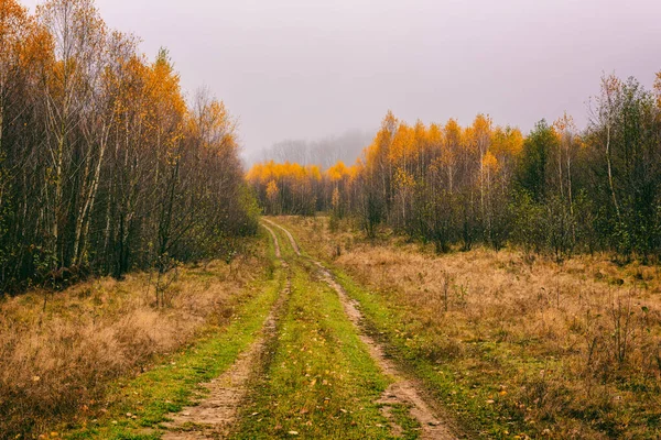 Misty Αργά Φθινόπωρο Τοπίο Κίτρινα Χρυσά Χρωματιστά Δέντρα Ομίχλη Και — Φωτογραφία Αρχείου