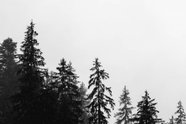 Köknar ormanlı puslu manzara, bulutlardaki ağaçların manzarası, doğal arka plan.