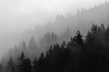 Köknar ormanlı puslu manzara, bulutlardaki ağaçların manzarası, doğal arka plan.