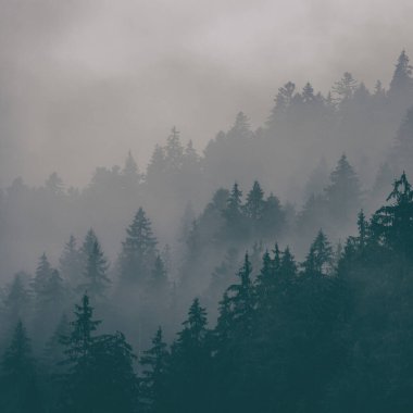 Köknar ormanlı puslu manzara, bulutlardaki ağaçların manzarası, doğal arka plan.