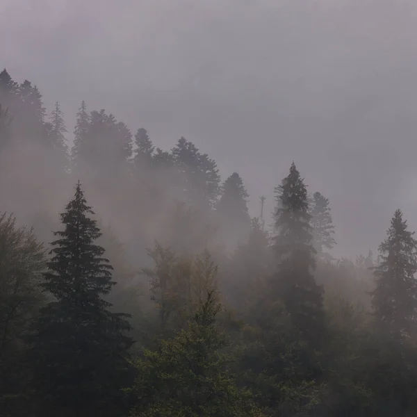 Köknar Ormanlı Puslu Manzara Bulutlardaki Ağaçların Manzarası Doğal Arka Plan — Stok fotoğraf