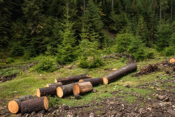 Deforestation Carpathian Mountains Foggy Landscape Fir Forest Dirt Road Trunks — Stock Photo, Image