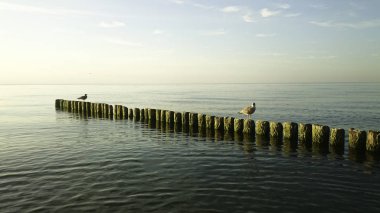 Mewa. Morze. Baltic, Poland