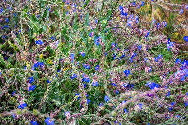 Mimari ve doğa Kritinia kale Rhodes island, Yunanistan