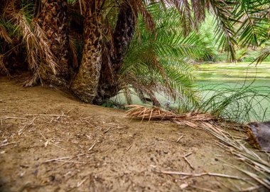 Preveli plaj avuç içi parkıyla adada Crete, Yunanistan.