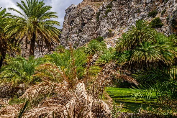 Preveli Beach with Palms park on Crete island, Greece.