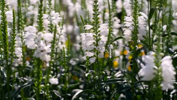 Biały kwitnących lato złożony z kwiatów i pszczoły, Ukraina — Wideo stockowe