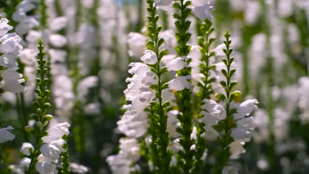 Verano florecimiento blanco archivado de flores y abejas, Ucrania — Vídeos de Stock