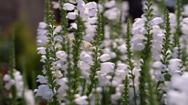 花とミツバチ、ウクライナの下に夏花ホワイト — ストック動画