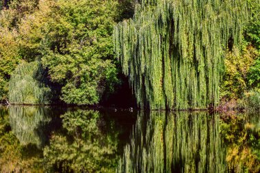 Sonbahar Kytaevo Manastırı Park, Kiev, Ukrayna