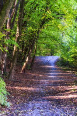 Sonbahar Kytaevo Manastırı Park, Kiev, Ukrayna