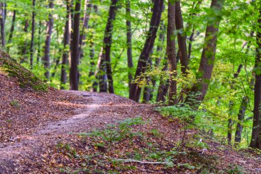 Sonbahar Kytaevo Manastırı Park, Kiev, Ukrayna