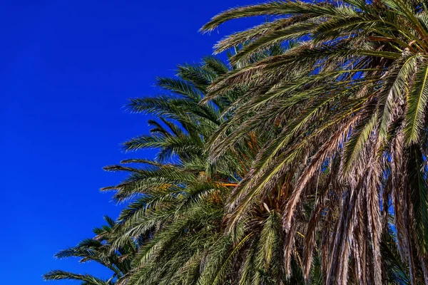 阿吉亚伊里尼海滩 帕罗斯岛 美丽的希腊海滩与棕榈树在基克拉迪斯群岛 — 图库照片