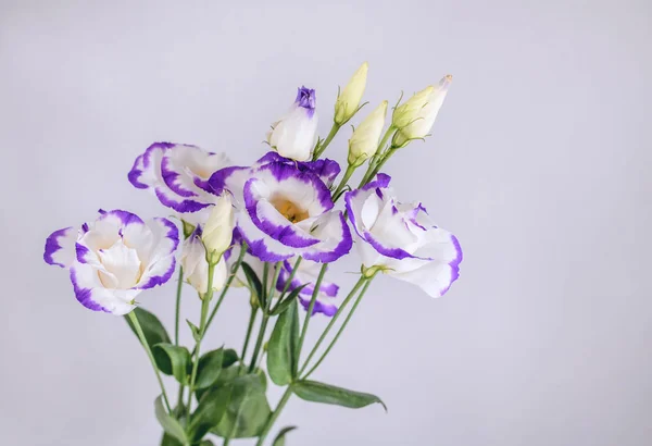 Lisianthus buket izole arka plan üzerinde