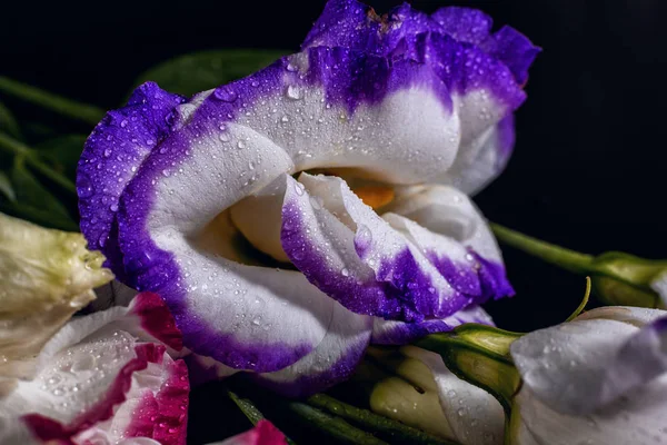 Lisianthus Boeket Geïsoleerde Achtergrond — Stockfoto