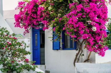 Tipik cyclades tarzı renkli çiçeklerle Parikia kasaba Paros Island, Yunanistan