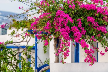 Tipik cyclades tarzı renkli çiçeklerle Parikia kasaba Paros Island, Yunanistan