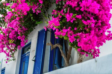 Tipik cyclades tarzı renkli çiçeklerle Parikia kasaba Paros Island, Yunanistan
