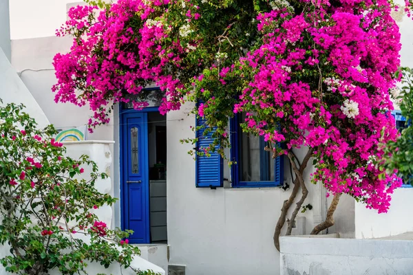 Tipik cyclades tarzı renkli çiçeklerle Parikia kasaba Paros Island, Yunanistan