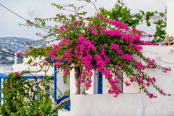 Estilo Típico Las Cicladas Con Flores Colores Ciudad Parikia Isla — Foto de Stock