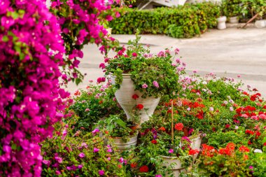 Girit çiçek açan bevilaea ağacı ve farklı çiçekler. Girit Adası, Yunanistan