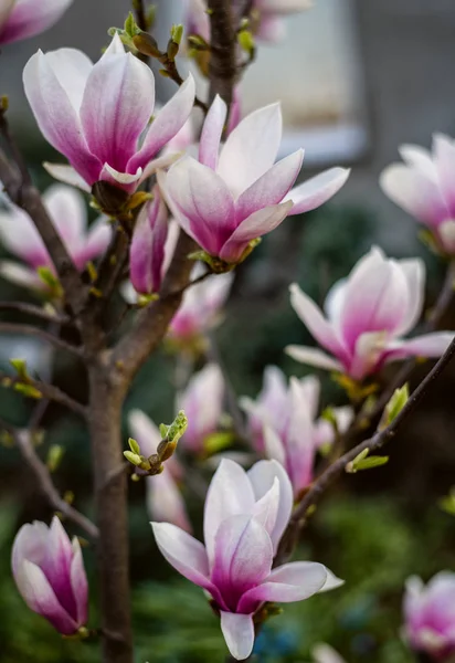 Magnolia boom bloesem — Stockfoto